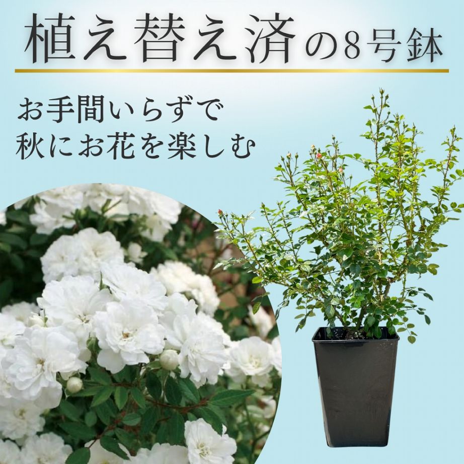 土や鉢の用意が不要 植え替え済みバラ苗 2026 雪あかり Yukiakari 国産