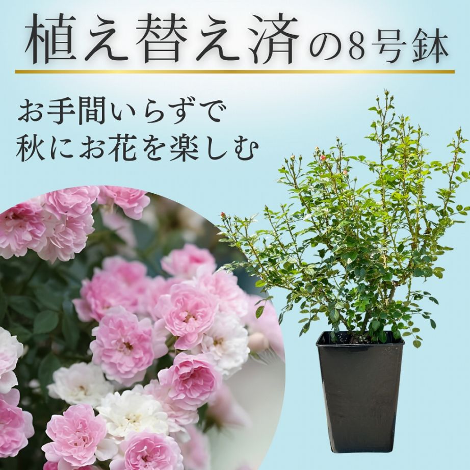 土や鉢の用意が不要 植え替え済みバラ苗 2026 夢乙女 ゆめおとめ
