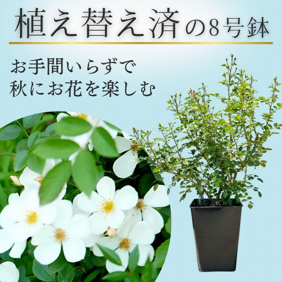 土や鉢の用意が不要 植え替え済みバラ苗 2026 淡雪 あわゆき Awayuki