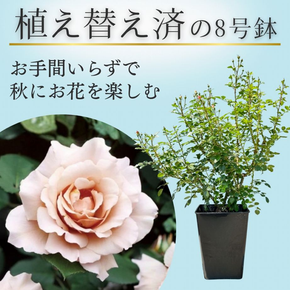 土や鉢の用意が不要 植え替え済みバラ苗 2026 つる ジュリア Julia