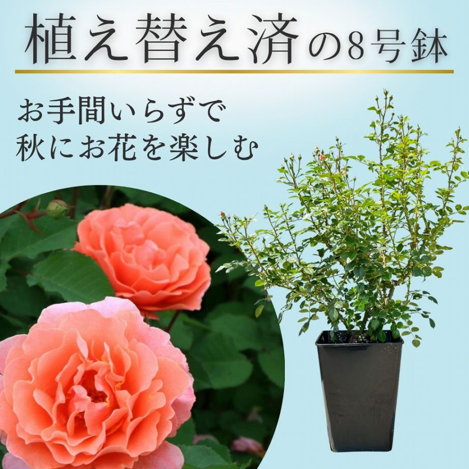 土や鉢の用意が不要 植え替え済みバラ苗 2026 サンセット グロウ