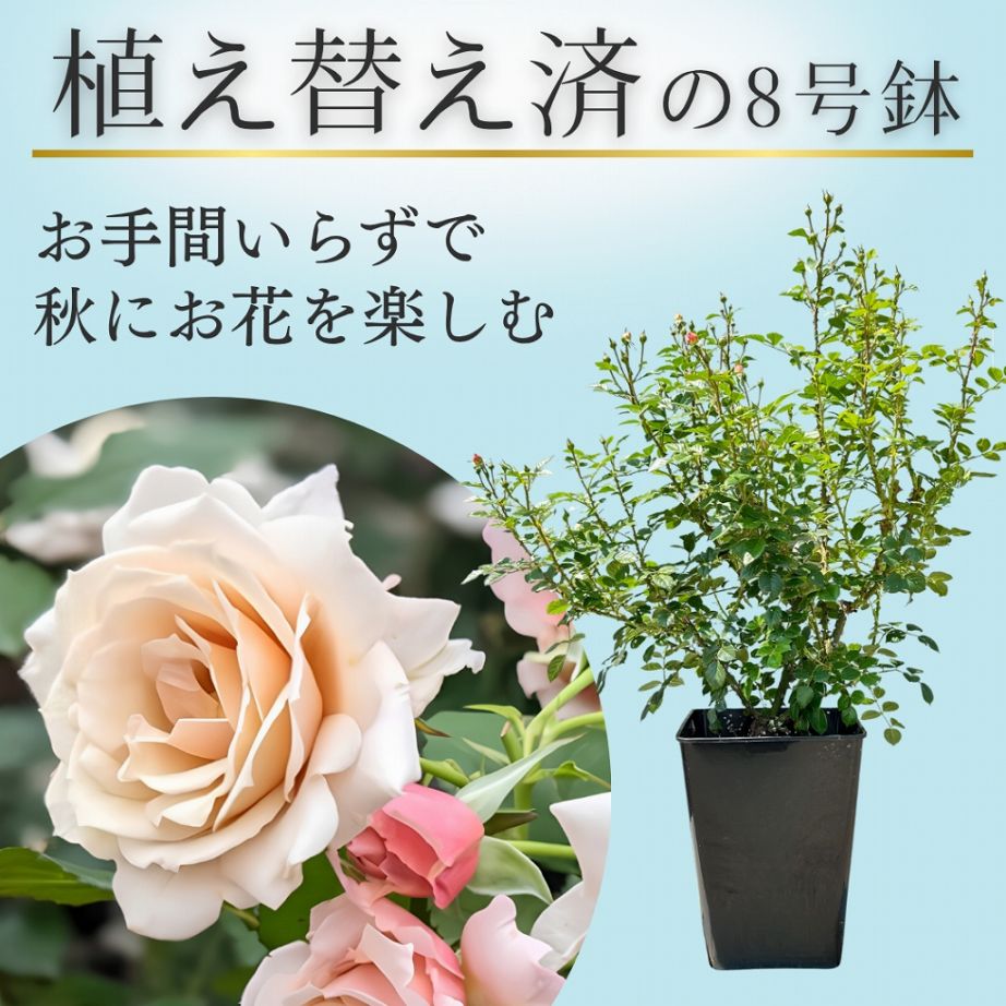 メディアで紹介のアイテム,TVで紹介のアイテム特集 | コマツガーデン