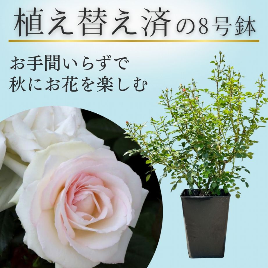 土や鉢の用意が不要 植え替え済みバラ苗 2026 ブラン ピエール ドゥ