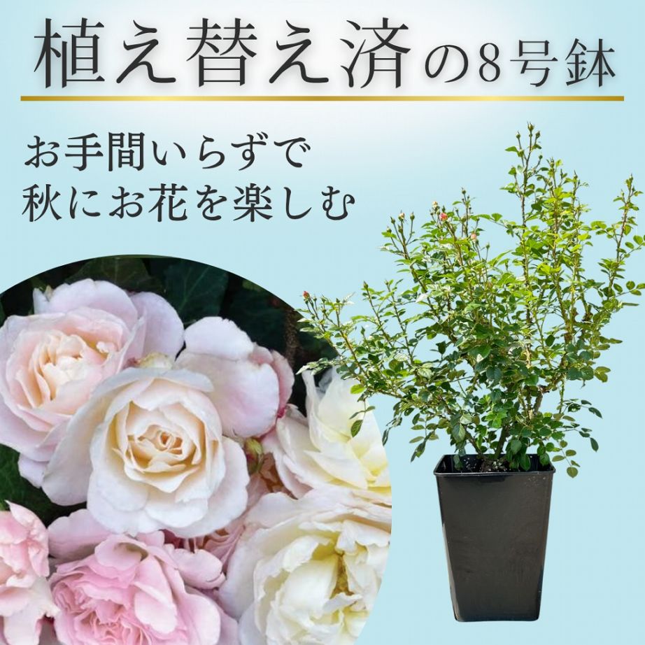 土や鉢の用意が不要 植え替え済みバラ苗 2026 シュ シュ Chou Chou