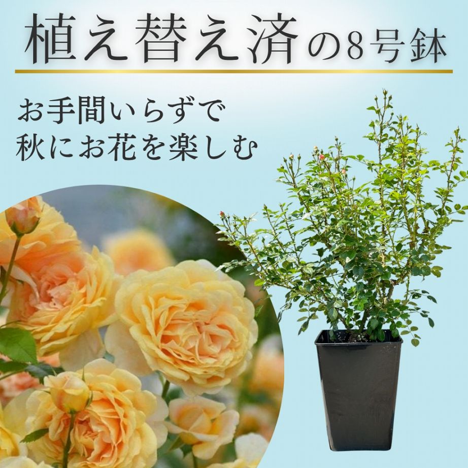 土や鉢の用意が不要 植え替え済みバラ苗 2026 ラ ベル ポー La Belle