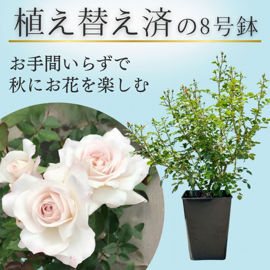 土や鉢の用意が不要 植え替え済みバラ苗 2026 伊吹 いぶき Ibuki 国産