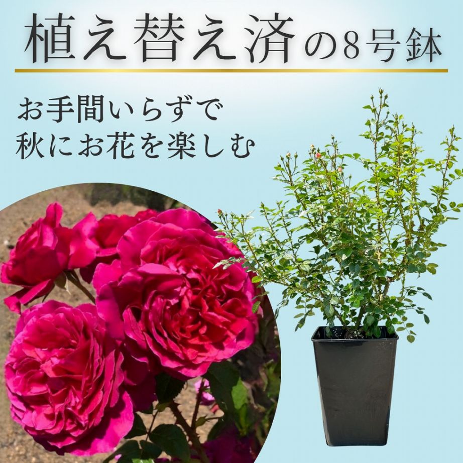 土や鉢の用意が不要 植え替え済みバラ苗 2026 彩 あや Aya 国産