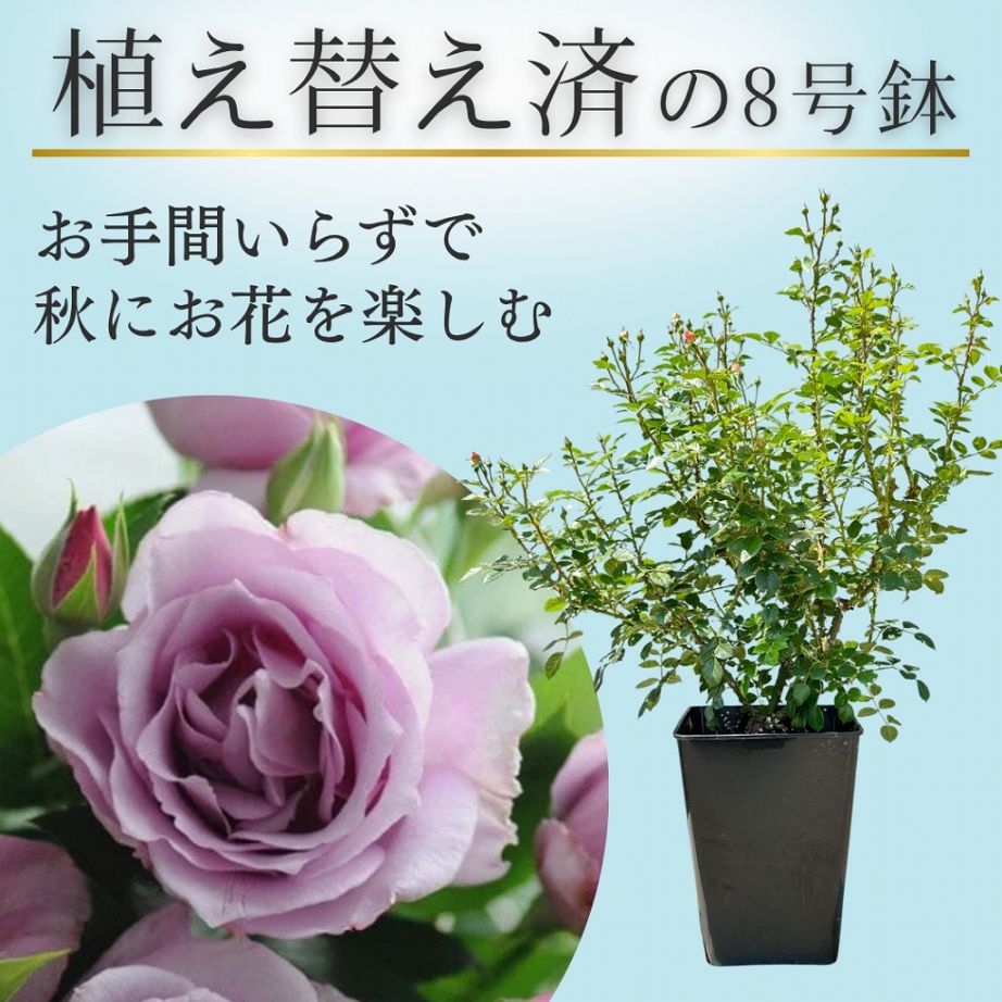 土や鉢の用意が不要 植え替え済みバラ苗 2026 夜来香 イエライシャン