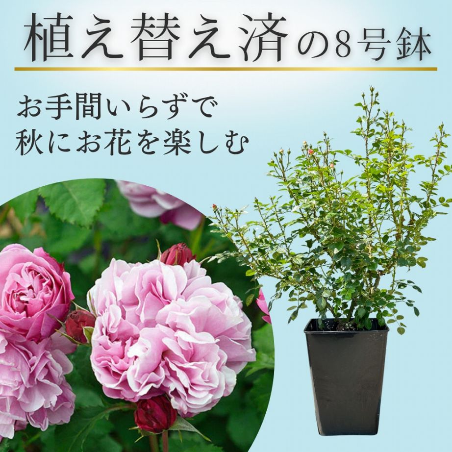 土や鉢の用意が不要 植え替え済みバラ苗 2026 サント ノーレ Saint