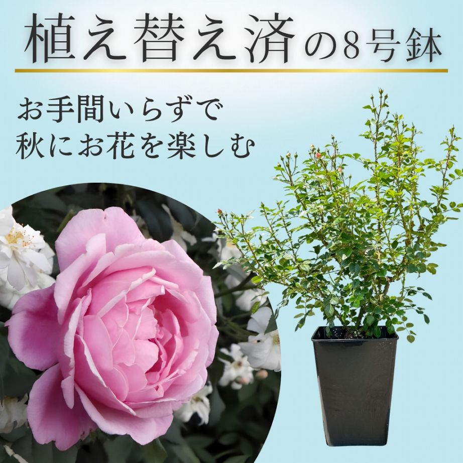 現在開催中のイベント,植え替え不要_夏限定の8号鉢 | コマツガーデン