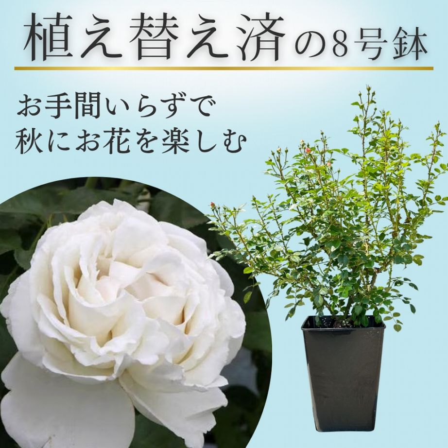 土や鉢の用意が不要 植え替え済みバラ苗 2026 パブロワ Pavlova 国産