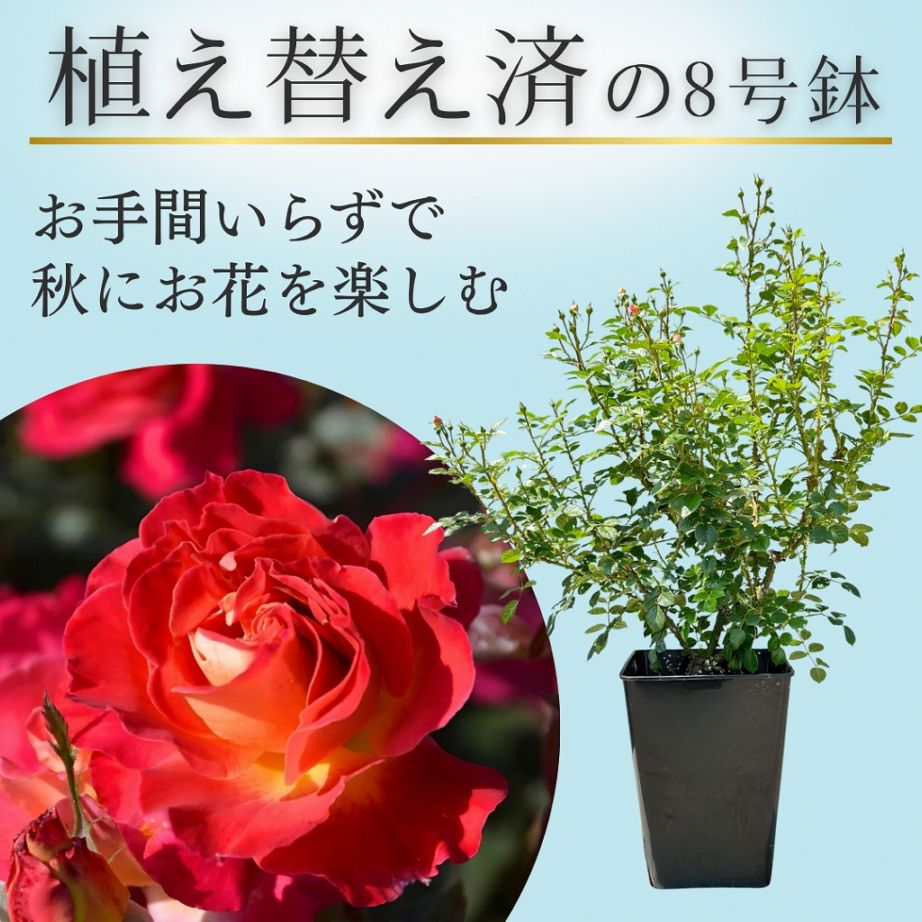 バラ苗を目的で選ぶ,ブランドから探す,ロサ オリエンティス | コマツ