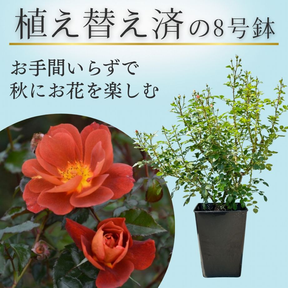 バラ苗を目的で選ぶ,おススメ特集,四季咲き特集,茶系 | コマツガーデン