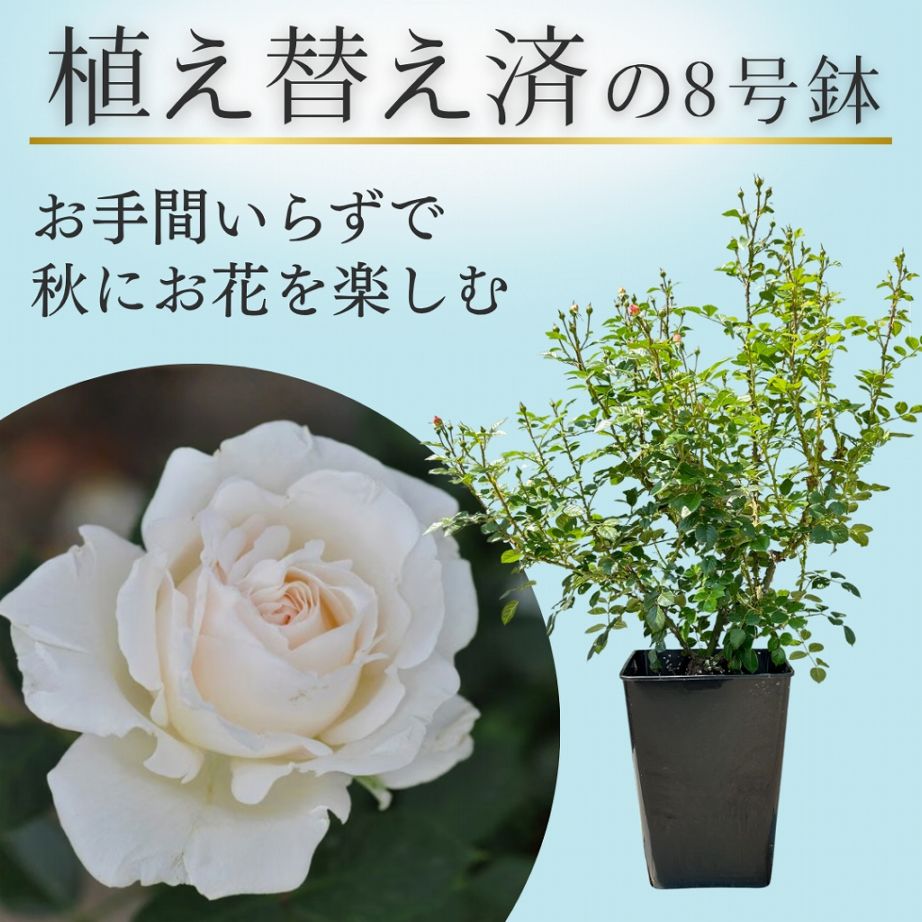 土や鉢の用意が不要 植え替え済みバラ苗 2026 エルヴィス Elvis 国産