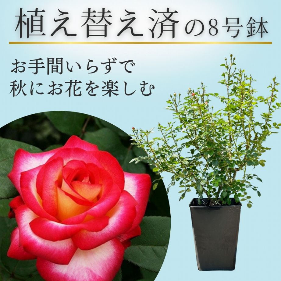 土や鉢の用意が不要 植え替え済みバラ苗 2026 レオ フェレ Leo Ferre