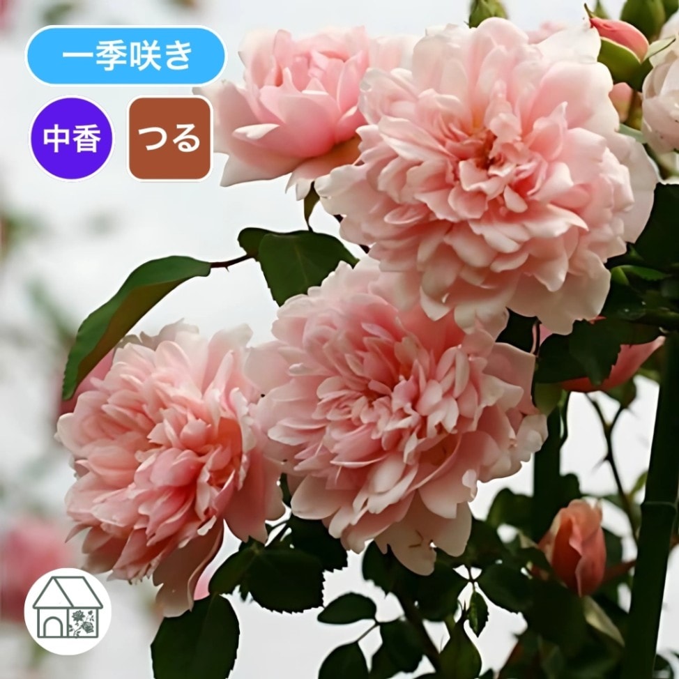 バラ苗 予約大苗 2027 アルベルティーヌ Albertine 国産ノイバラ台木