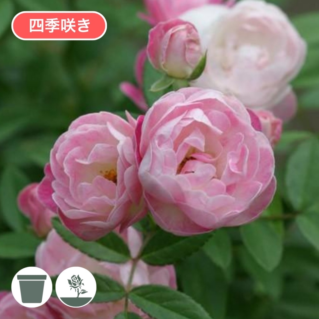 バラ苗 予約大苗 2027 ピンク マザーズディ Pink Mothersday 国産