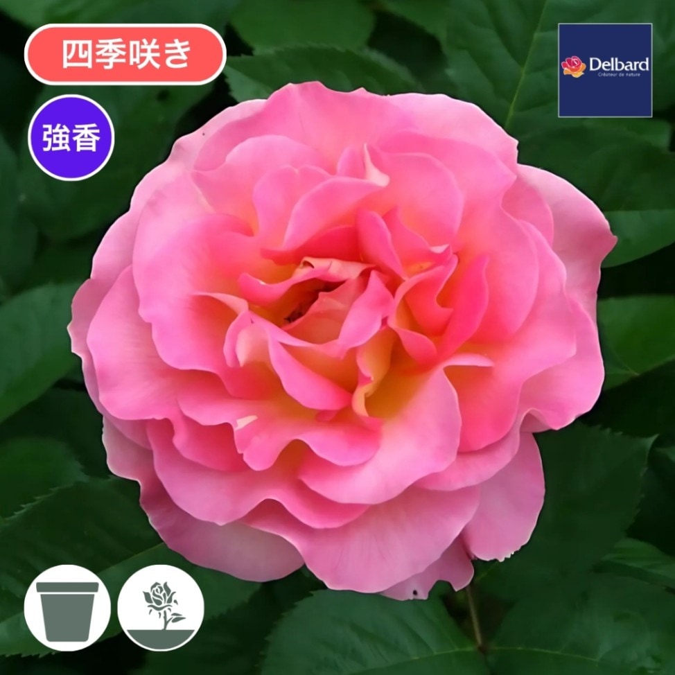 バラ苗 予約大苗 2027 ピンク パラダイス Pink Paradise 国産ノイバラ