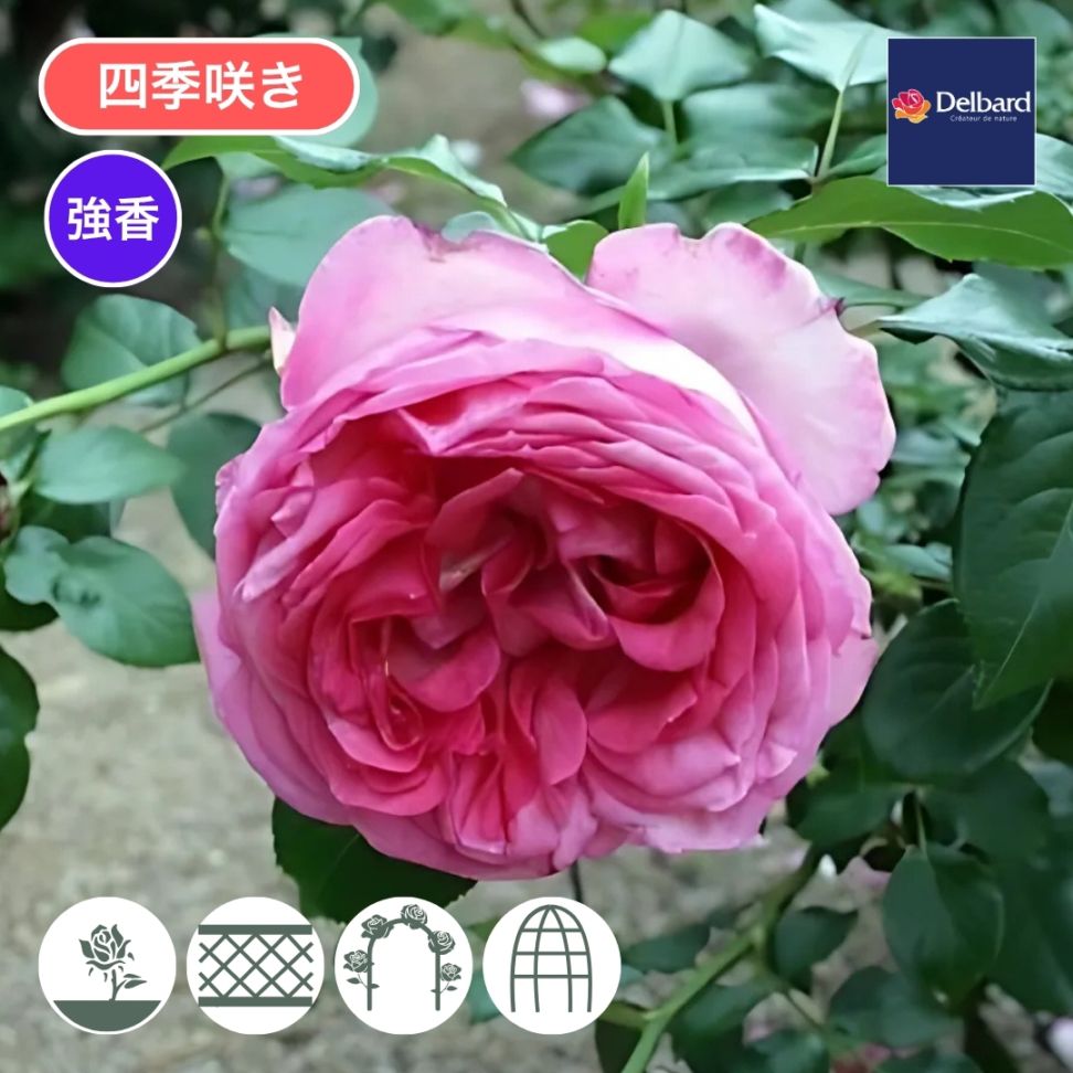 バラ苗 予約大苗 2027 ラ ローズ ドゥ モリナール La Rose de Molinard