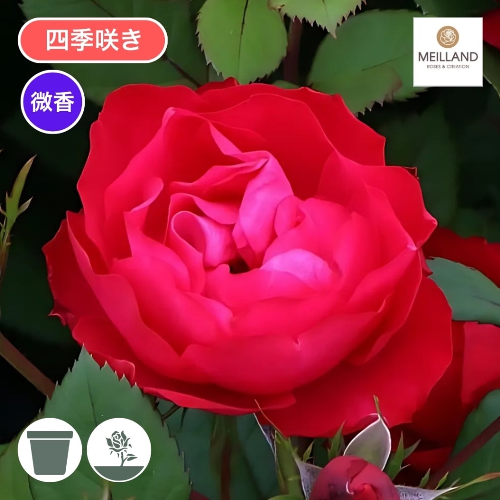 バラ苗 予約大苗 2027 チェリー ボニカ Cherry Bonica 国産ノイバラ台