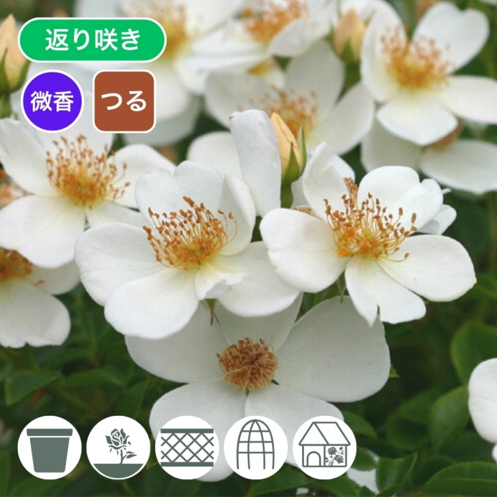 バラ苗 長尺苗 淡雪 あわゆき Awayuki 国産ノイバラ台木使用 | 長尺苗