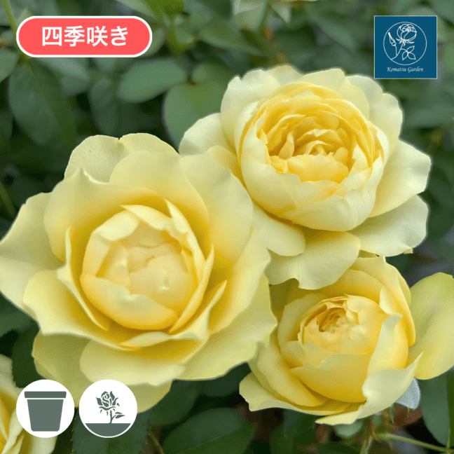 バラ苗 予約スタンダードローズ 2027 シトロン ベル Citron bell STD