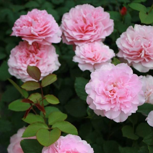 要問合せ♥️ヨーロッパ空間♥️薔薇好き♪ローズ　バラ　プランター　ガーデン　2種 ピンクローズガーデンでメルヘンツァウバーが咲いてきました