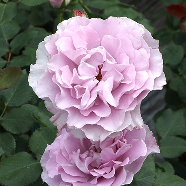 バラ苗 予約大苗 2026 エンジェル スマイル Angel Smile 国産ノイバラ