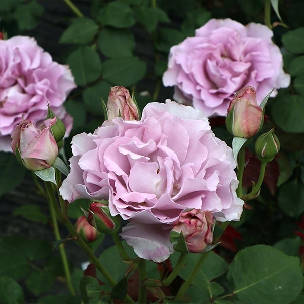 バラ苗 予約大苗 2026 エンジェル スマイル Angel Smile 国産ノイバラ