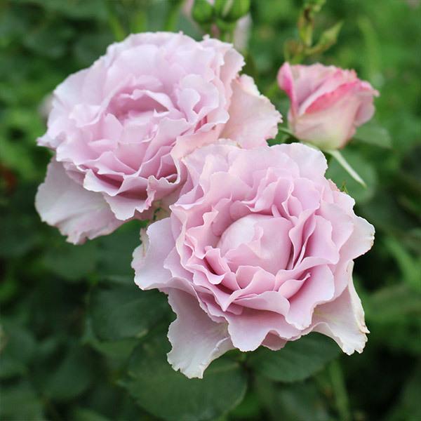 バラ苗 予約大苗 2026 エンジェル スマイル Angel Smile 国産ノイバラ