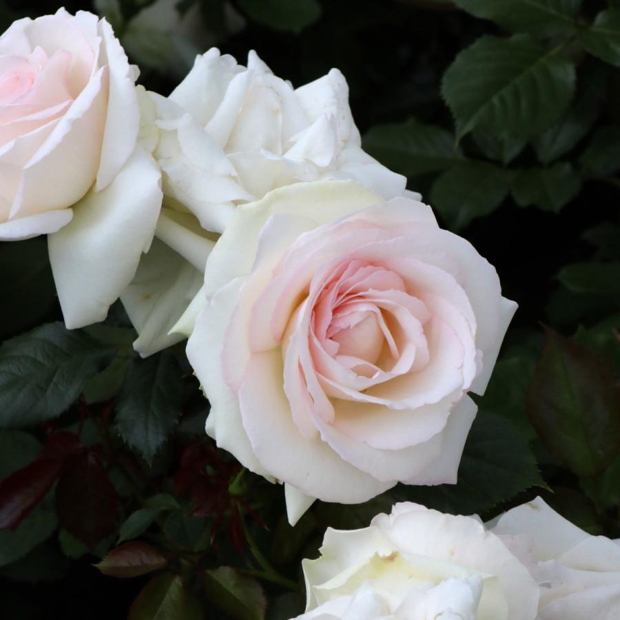 バラ苗 予約大苗 2026 ブラン ピエール ドゥ ロンサール Blanc Pierre