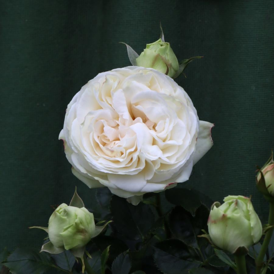 バラ苗 予約大苗 2026 ブラン ピエール ドゥ ロンサール Blanc Pierre