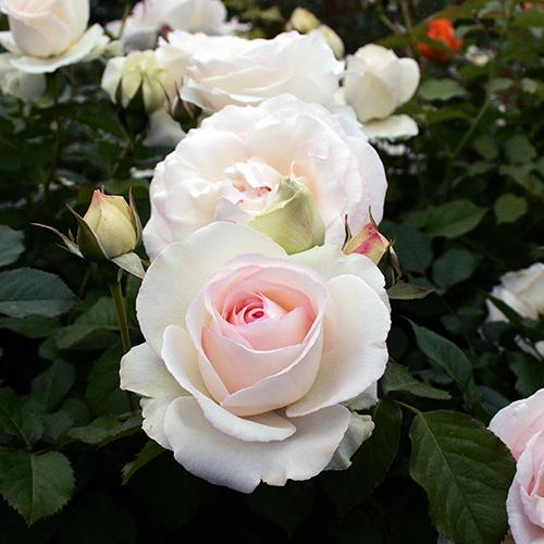 バラ苗 予約大苗 2026 ブラン ピエール ドゥ ロンサール Blanc Pierre