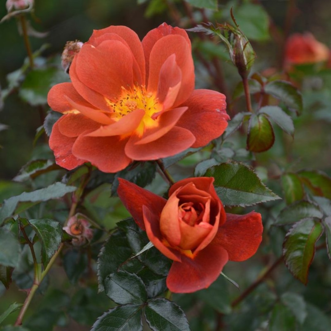 ワンコ　バラ苗 バラ苗 予約大苗 2026 バリスタ Varistor 国産ノイバラ台木使用 | 予約