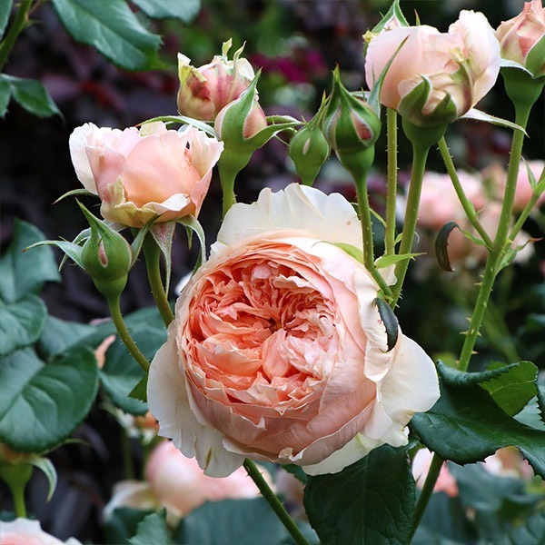 バラ苗 予約新苗 2026 真宙 まそら Masora 国産ノイバラ台木使用