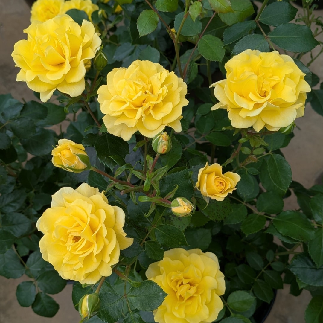 バラ苗 予約新苗 2026 ゴールデン ストリート カラーズ Golden STREET