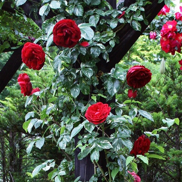 バラ苗 図鑑 イル ルージュ Ile Rouge 国産ノイバラ台木使用