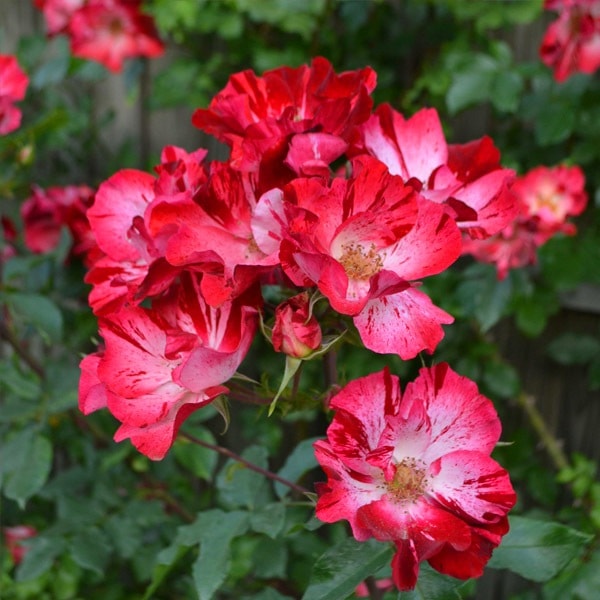 バラ苗 予約大苗 2026 サラマンダー Salamander 国産ノイバラ台木使用