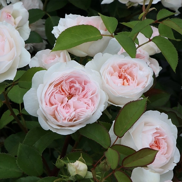 バラ苗 予約大苗 2026 プリンセス ヴェール Princess Veil 国産