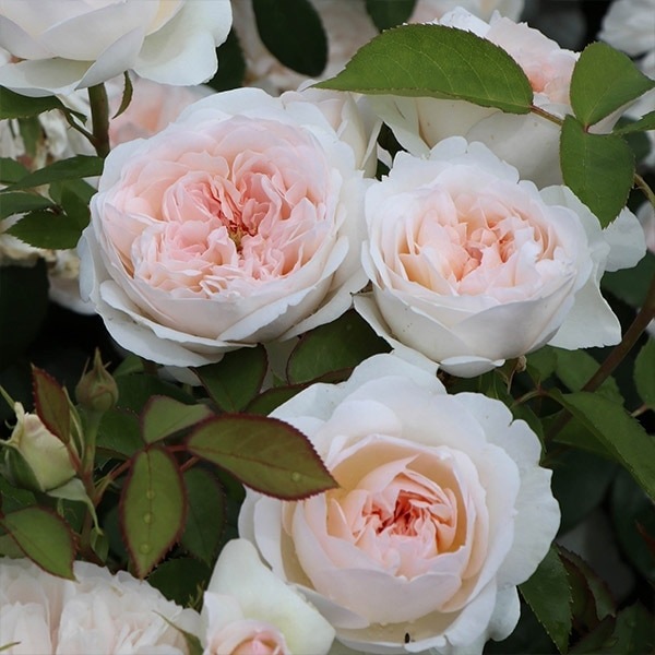 バラ苗 予約大苗 2026 プリンセス ヴェール Princess Veil 国産