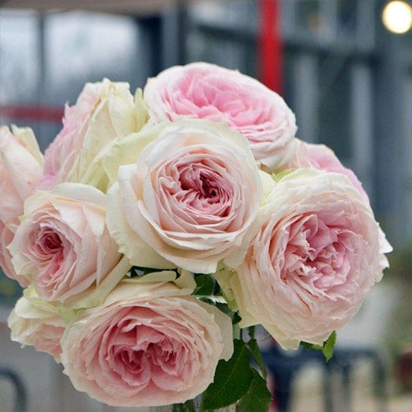 バラ苗 予約大苗 2026 プリンセス ヴェール Princess Veil 国産