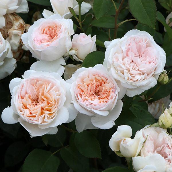 バラ苗 予約大苗 2026 プリンセス ヴェール Princess Veil 国産