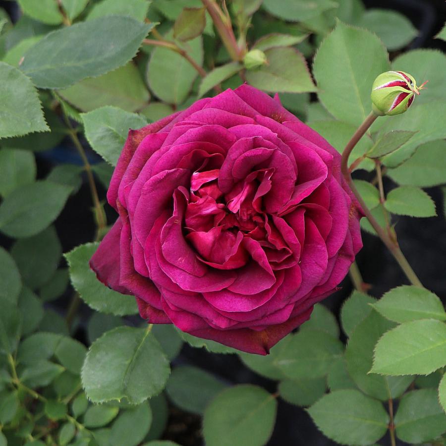 バラ苗 予約新苗 2026 真夜 まよ Mayo 国産ノイバラ台木使用 | 予約新