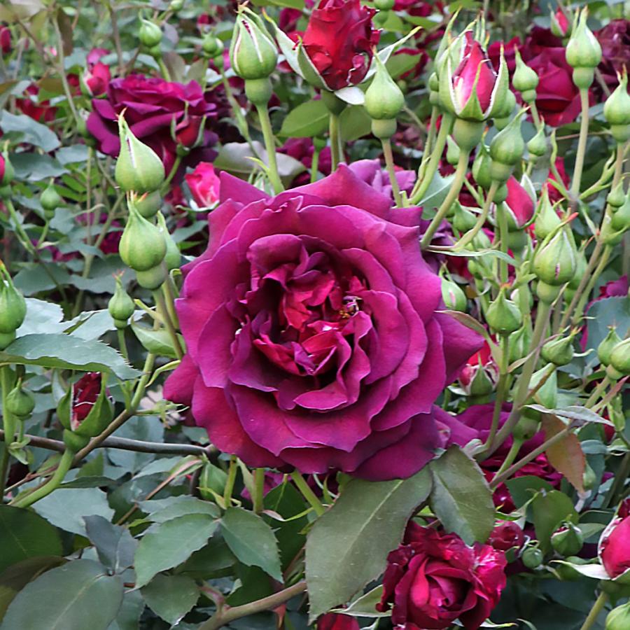 バラ苗 予約新苗 2026 真夜 まよ Mayo 国産ノイバラ台木使用 | 予約新