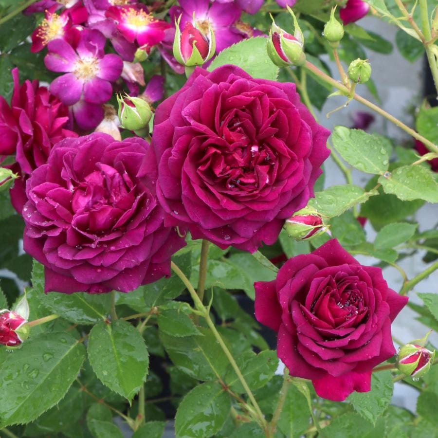 バラ苗 予約新苗 2026 真夜 まよ Mayo 国産ノイバラ台木使用 | 予約新