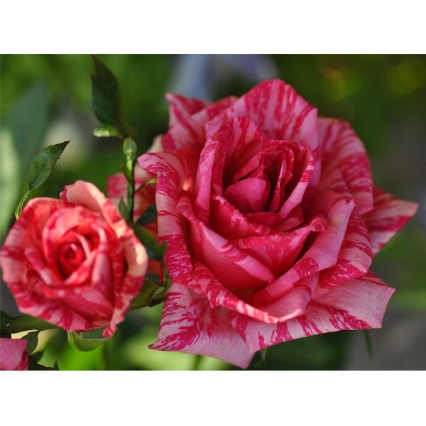 バラ苗 図鑑 ピンク インテューション Ile Rouge 国産ノイバラ台木使用