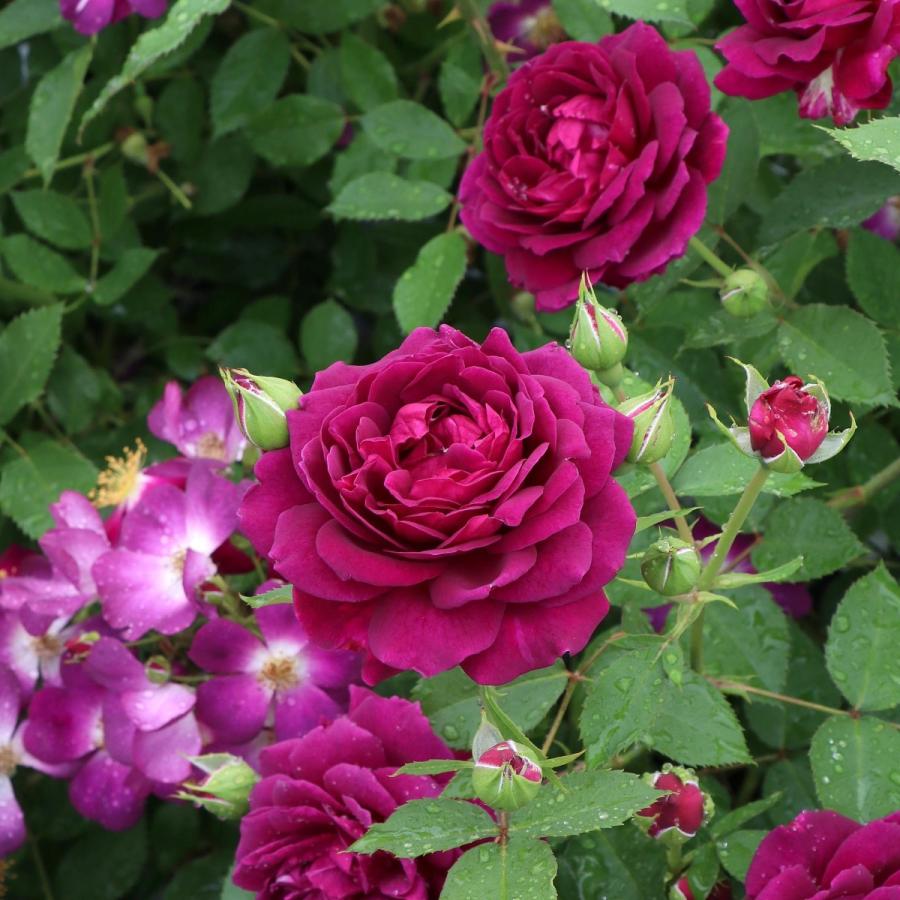 ドイリー1209❤️真紅薔薇、ローズ薔薇のエレガントドイリー✨大判54㎝ バラ苗 予約スタンダードローズ 2026 真夜 STD 1.2m 国産