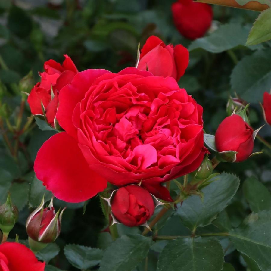 バラ苗 予約大苗 2026 フロレンティーナ Florentina 国産ノイバラ台木