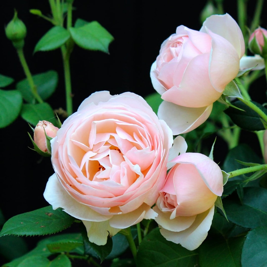 バラ苗 予約大苗 2026 ギヨーNo.1（ラ・プレミエール） Guillot No.1