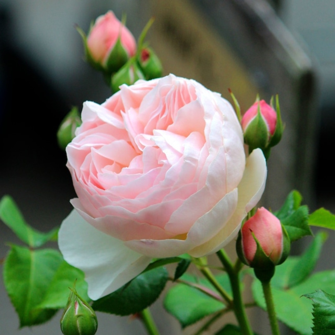 バラ苗 予約大苗 2026 ギヨーNo.1（ラ・プレミエール） Guillot No.1